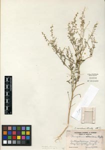 Herbarium Sheet of CAS 388734